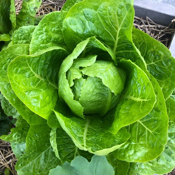 🫧🍄L.  I.  V.  E.🍄🫧 - Picture 9 of 9